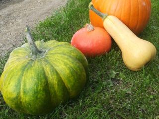 Venderé calabazas no rociadas, variedades de hokkaido, bambino, moscatel