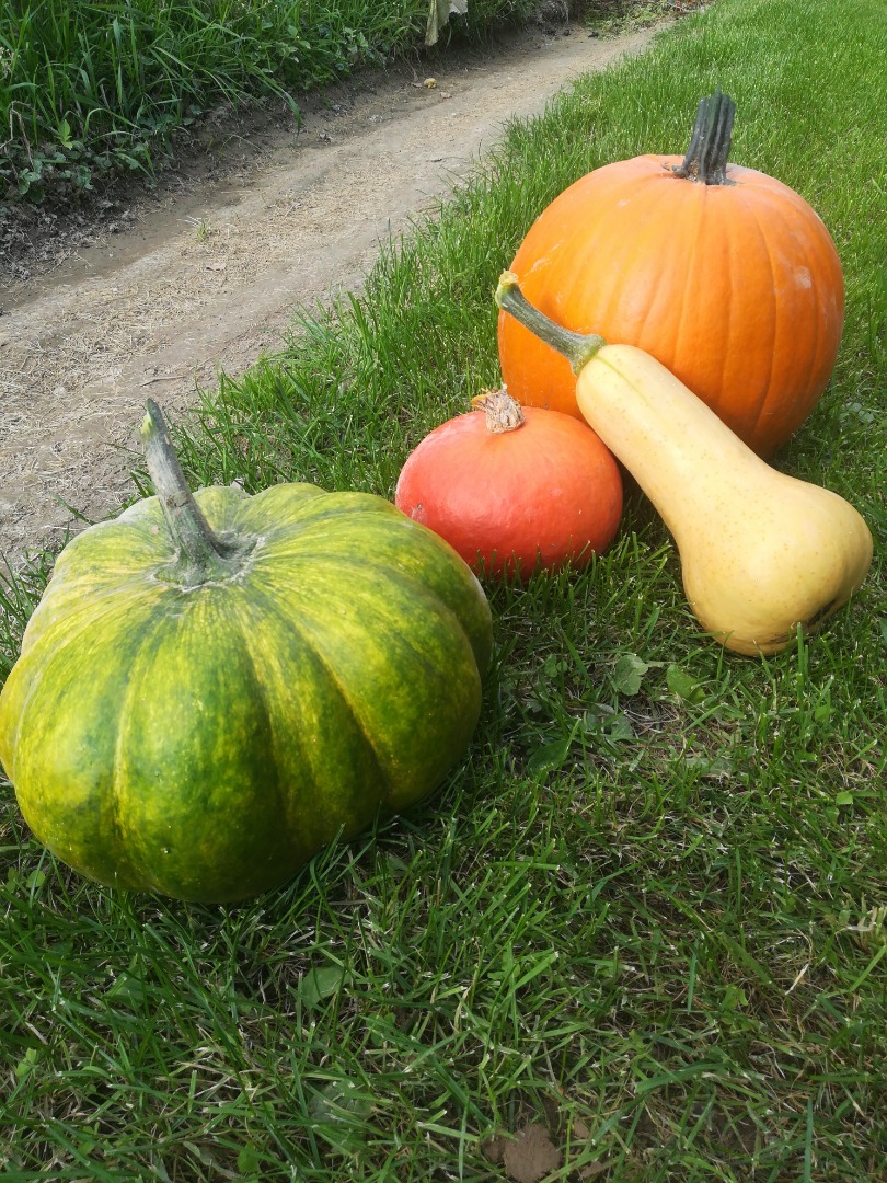 Venderé calabazas no rociadas, variedades de hokkaido, bambino, moscatel y calabaza