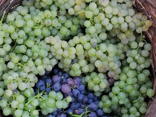 Las uvas son incienso y melot, producidas en la