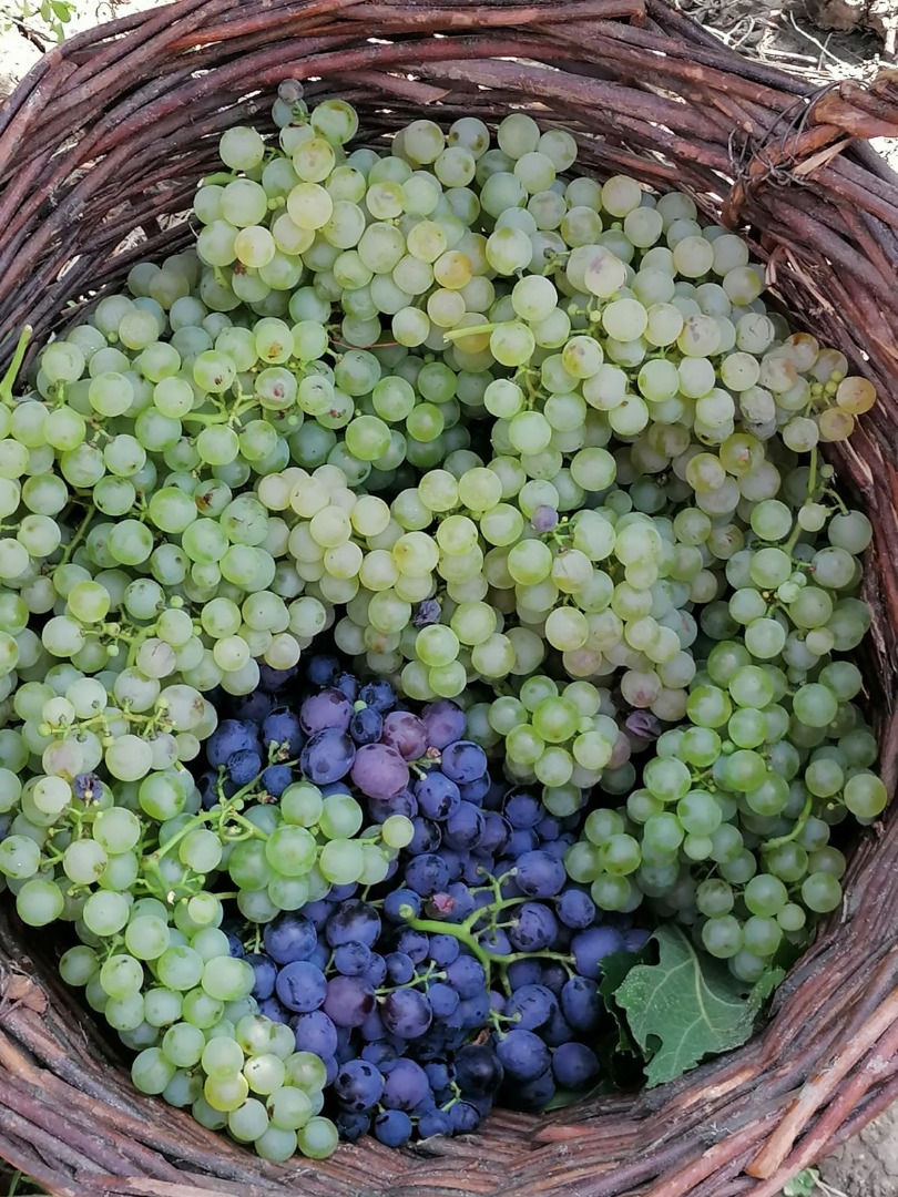 Las uvas son incienso y melot, producidas en la zona de Buzau (Pietroasele), son muy buenas para el vino, así como para comer como tales