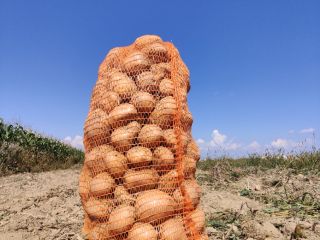 Vendo patatas de consumo, unas 2 toneladas. Núcleo amarillo