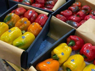 Tipos de productos de pimiento coloreado en diferentes tamaños