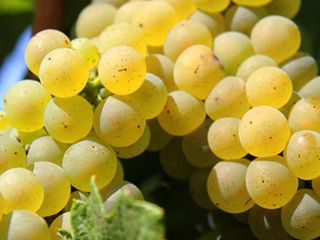 Vendo uvas de producción propia del viñedo Dragasani, provincia