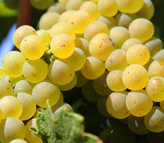 Vendo uvas de producción propia del viñedo Dragasani, provincia de Valcea