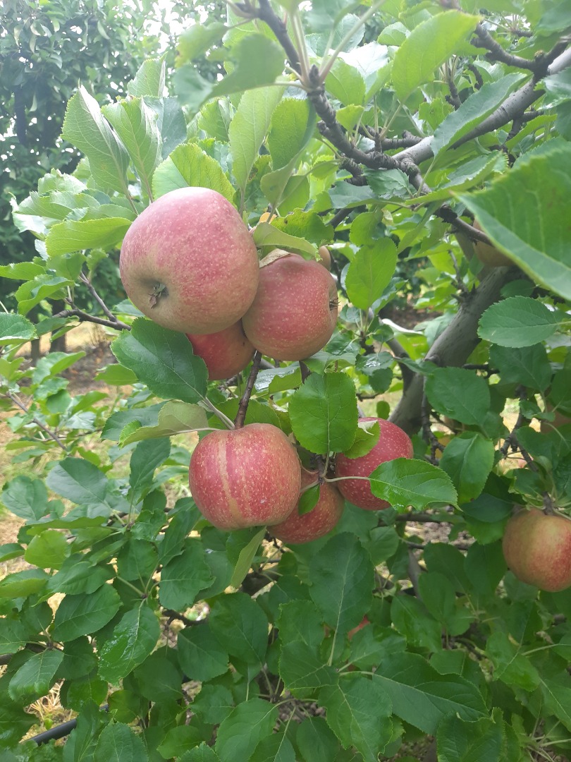 Vendo variedad roja Reneta