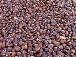 Castaña fresca ecológica
