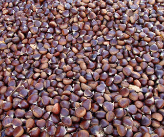 Castaña fresca ecológica