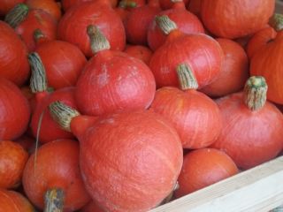 Hola, vendo calabazas hokkaido. Calabaza sin fertilizantes y pulverizando.