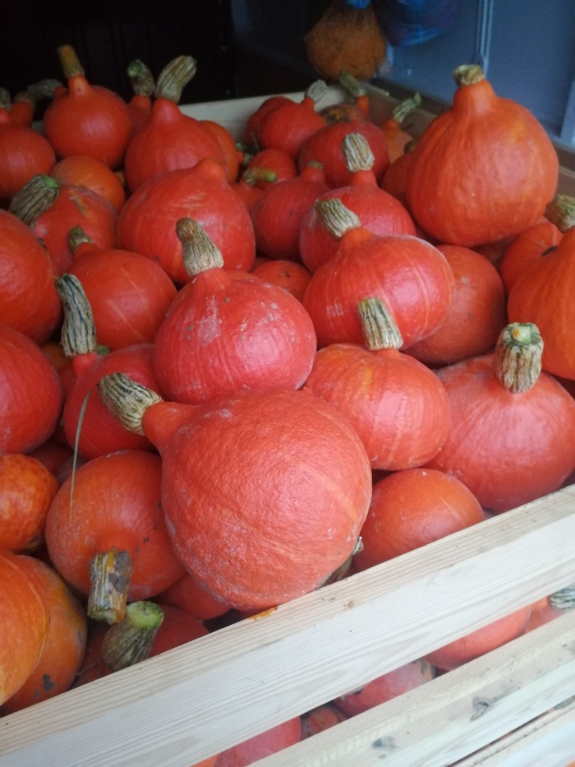 Hola, vendo calabazas hokkaido
