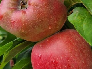 deliciosas manzanas frescas, dulces y jugosas directamente del huerto
