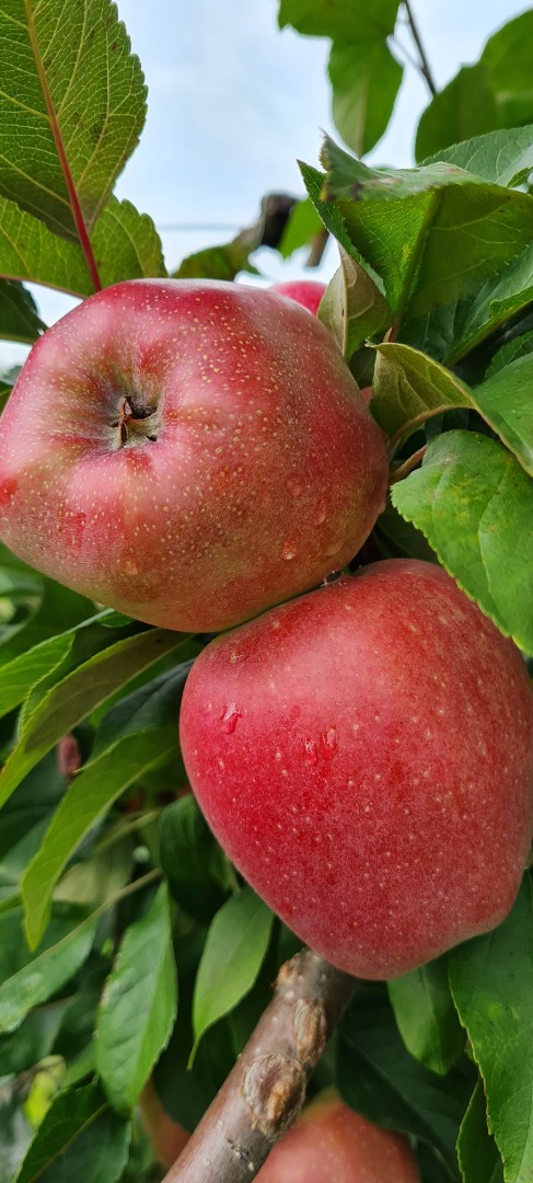 deliciosas manzanas frescas, dulces y jugosas directamente del huerto de la variedad Gloster