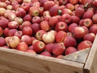 Venderé manzanas gala recién cogidas