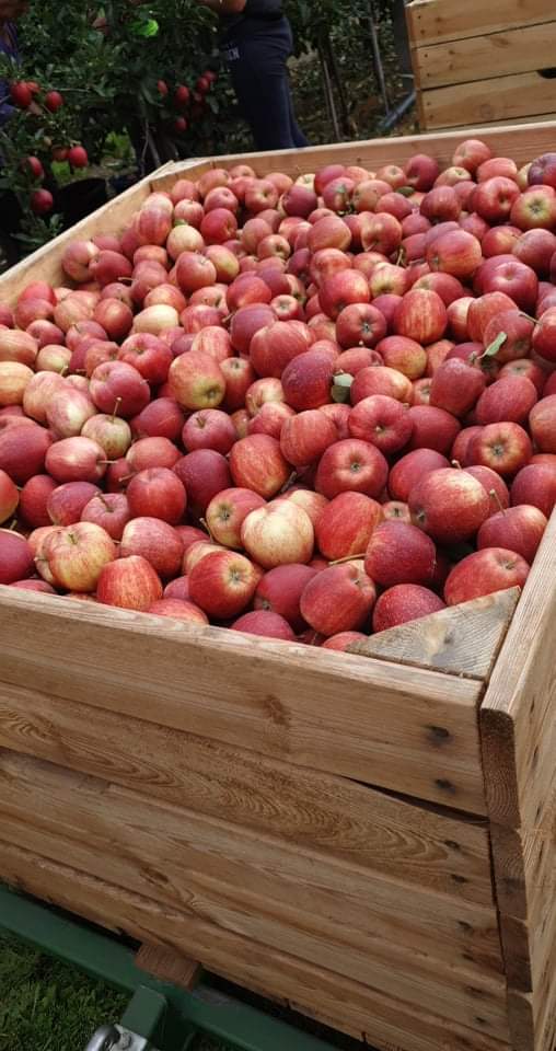 Venderé manzanas gala recién cogidas