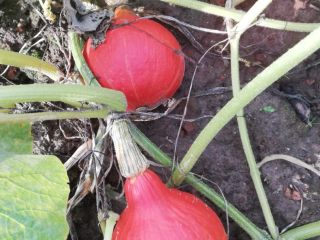 Venderé calabazas hokaido, bien coloreadas, unas 15 toneladas