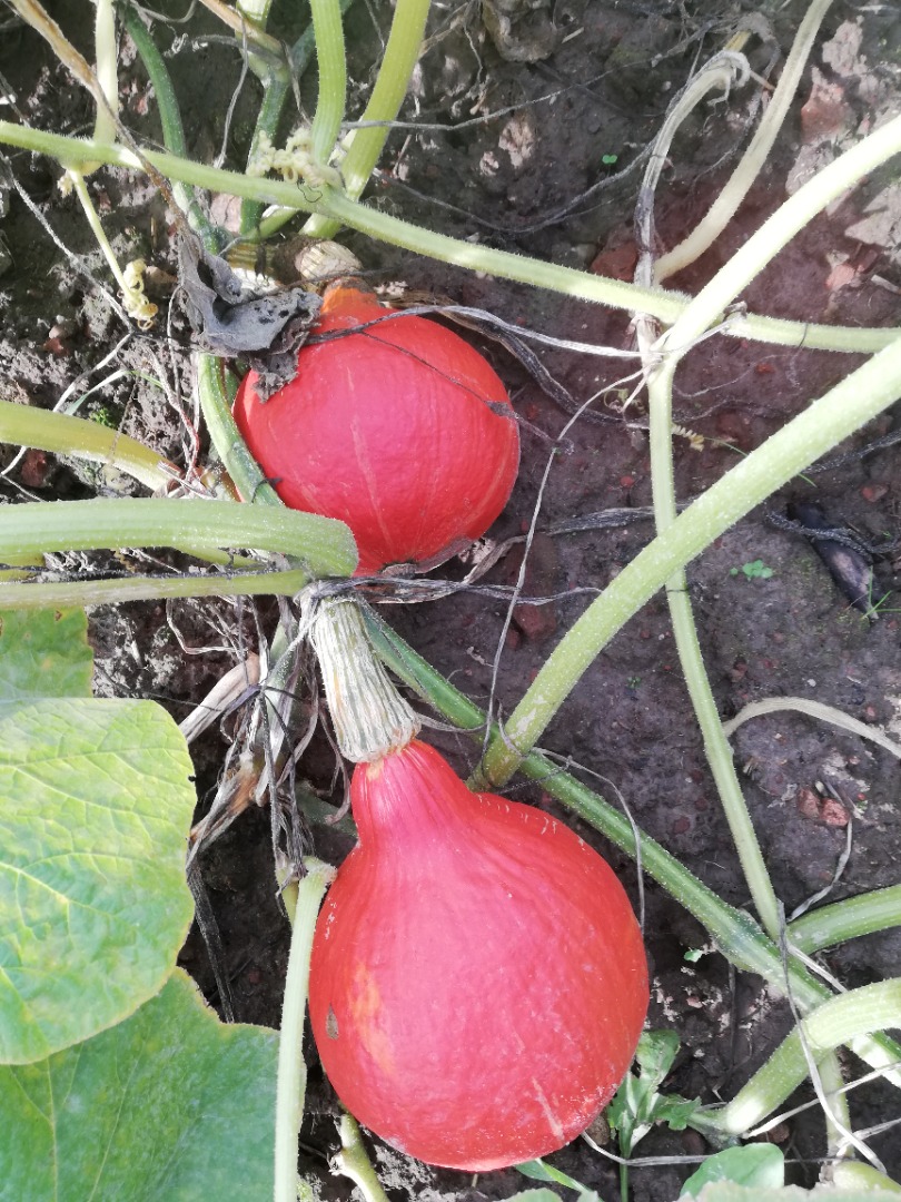 Venderé calabazas hokaido, bien coloreadas, unas 15 toneladas