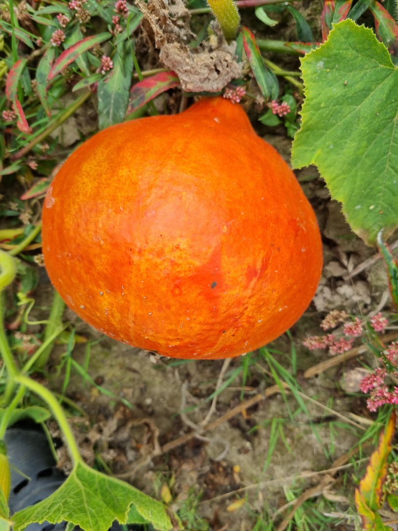 Venderé calabazas de Hokkaido y spitfires