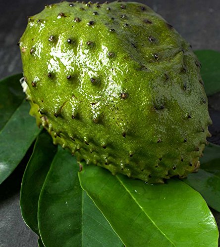 La guanábana es un tipo de fruta que se utiliza en medicina y cocina