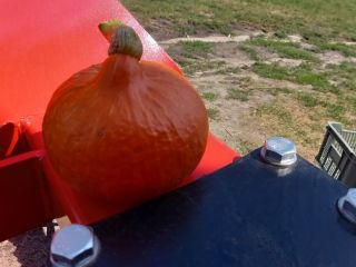 Venderé grandes cantidades de calabazas hokkaido con un peso