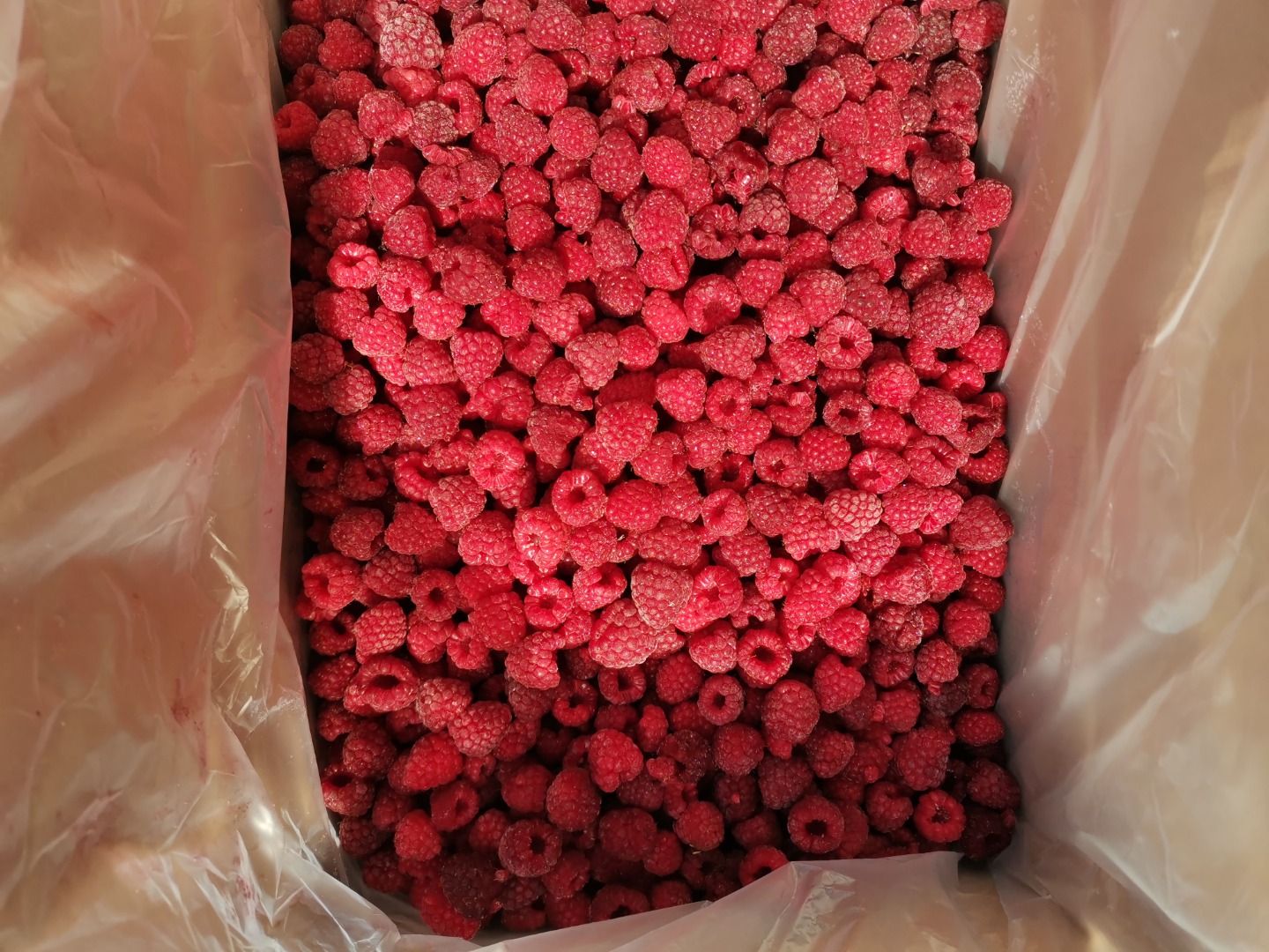 Frambuesa congelada de Bielorrusia 2021 Frambuesas en cajas de 5-10 kg