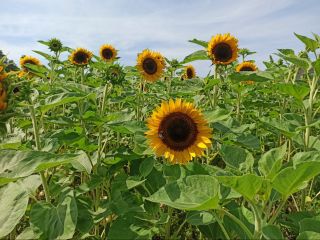 Taiyo girasol ornamental flor recién cortada para la venta