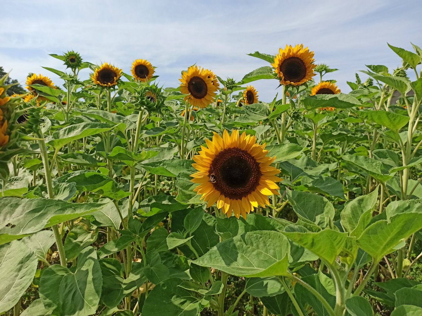 Taiyo girasol ornamental flor recién cortada para la venta