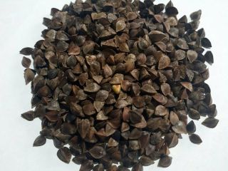 Alforfón. Pureza 98-99%. Consumo humano, alimentación. Embalaje en BB