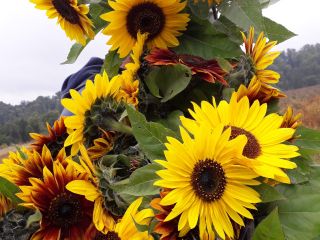 Girasol decorativo para flor cortada 'Taiyo' (Helianthus Annuus) Hola.