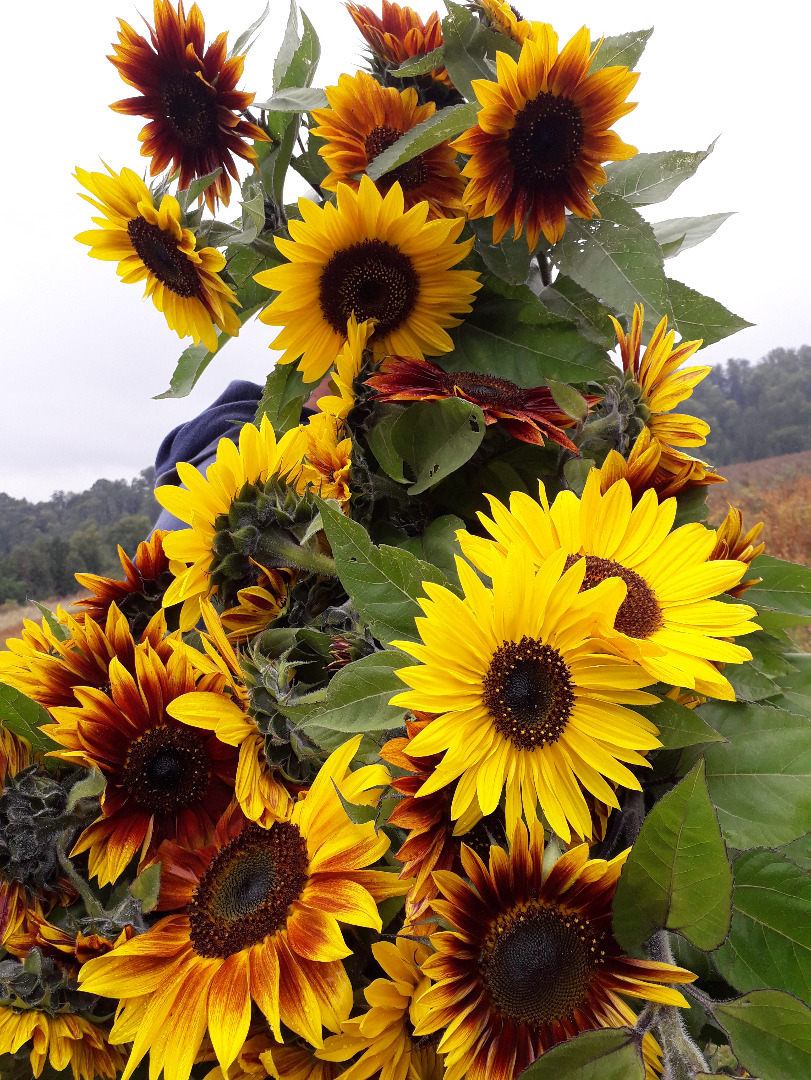 Girasol decorativo para flor cortada 'Taiyo' (Helianthus Annuus) Hola