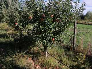 Frutas, con Barcea, condado de Galati