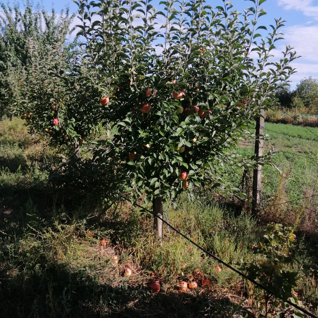 Frutas, con Barcea, condado de Galati