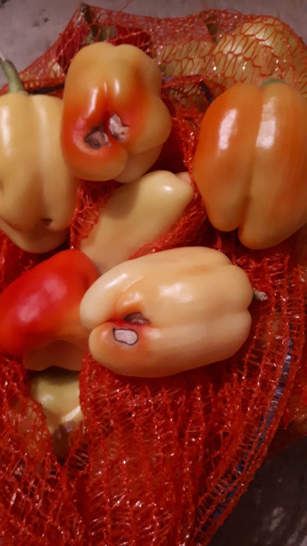 Pimientos morrones de la mejor calidad, pulpa carnosa, para elaboración delicada