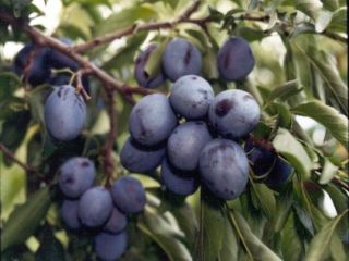Vendo ciruelas para tuica directamente del huerto sin cultivar.