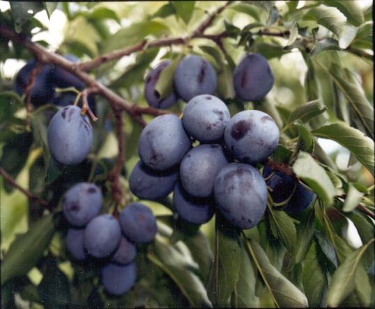 Vendo ciruelas para tuica directamente del huerto sin cultivar