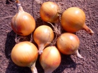 Venderé cebollas a granel: - Variedad DORMO (dura, buena