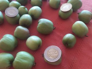 Hola, vendo un mini-kiwi. Mercancías del monte, embaladas de