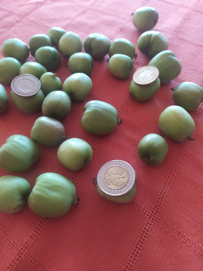 Hola, vendo un mini-kiwi