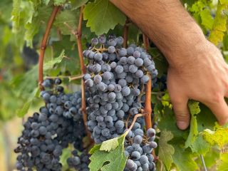 Venta de uvas - Variedades de vino - Cabernet