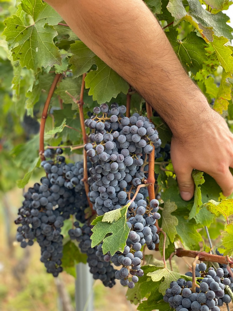 Venta de uvas - Variedades de vino - Cabernet Sauvignon, certificado con indicación geográfica Los viñedos provienen de las antiguas plantaciones, en los