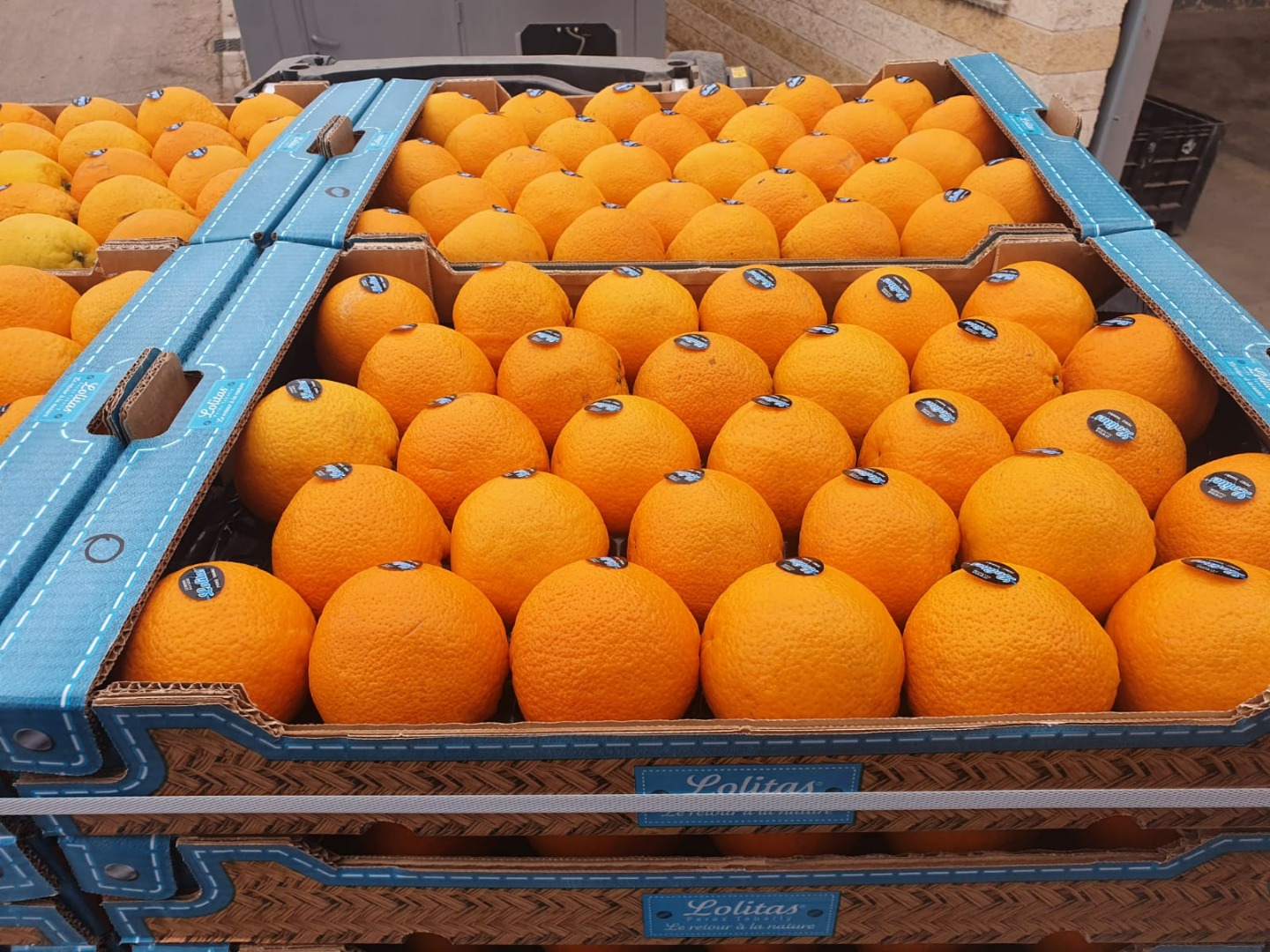 La empresa Laverida busca un distribuidor de cítricos en Polonia