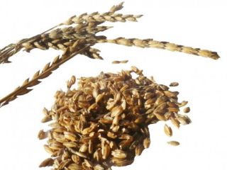 Hola, estoy buscando comprar 200 kg de espelta de