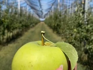 Desde el principio del mundo, cuando la manzana era