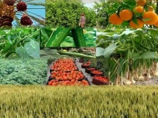 Hola soy un proveedor y productor de frutas y