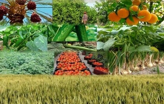 Hola soy un proveedor y productor de frutas y nueces para la exportación de irán al extranjero
