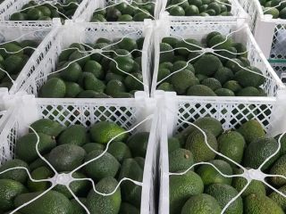 Laverida venderá AGUACATE Hass, sabroso y cremoso. Origen del
