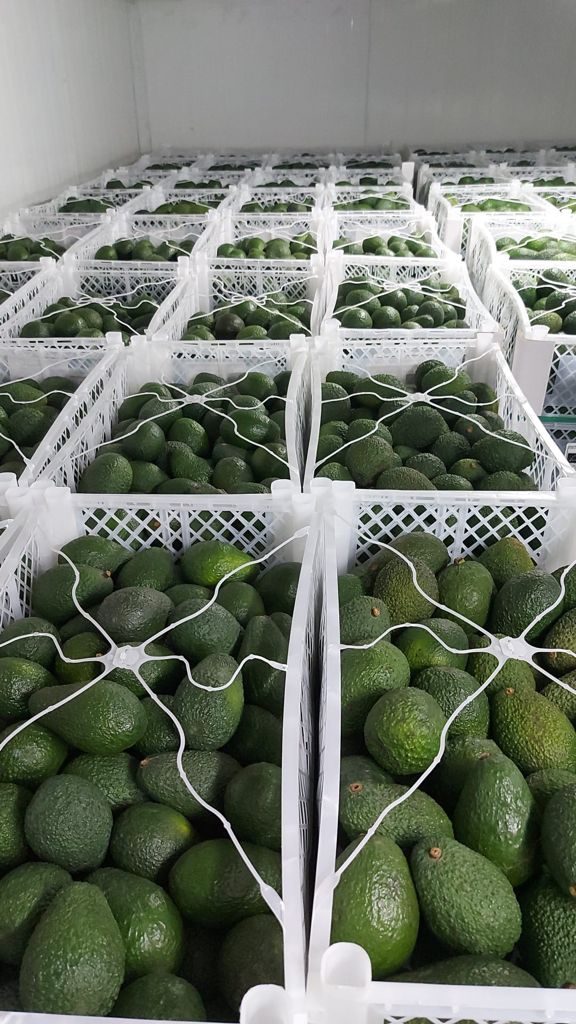 Laverida venderá AGUACATE Hass, sabroso y cremoso