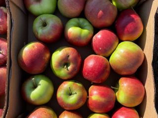 Manzanas para consumo