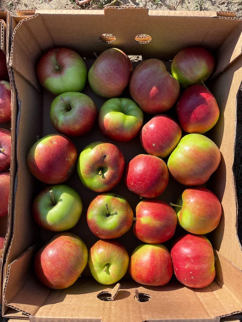 Manzanas para consumo