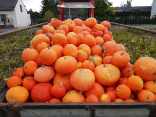 Venderé una calabaza de mi propia granja. Precio por