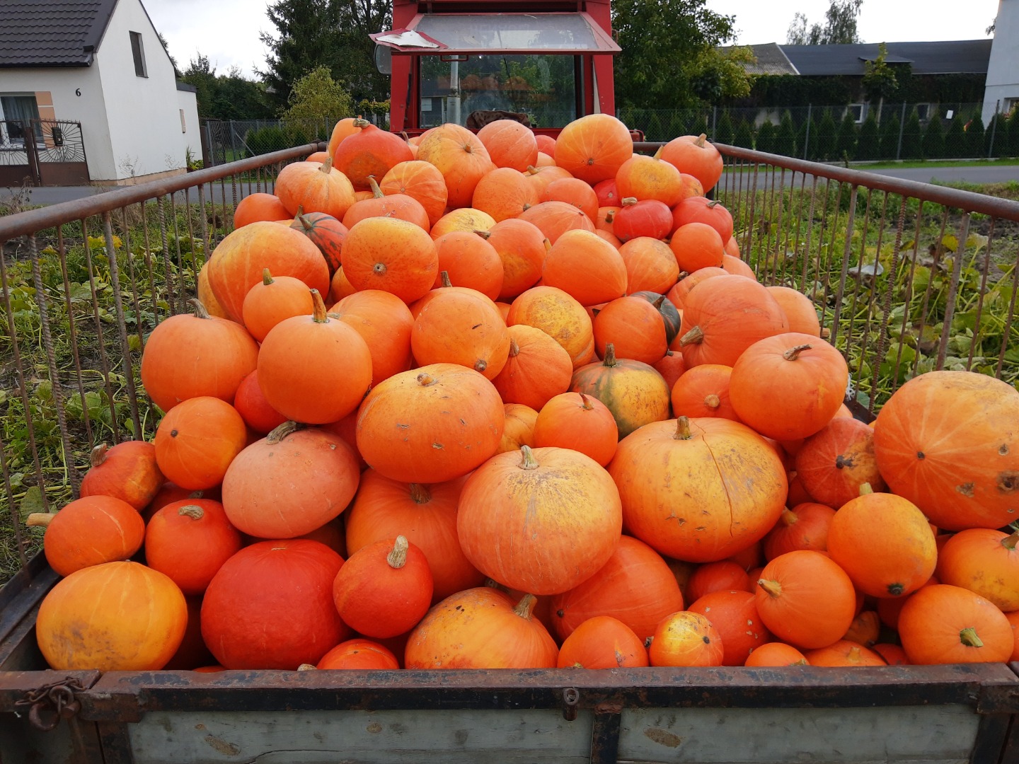 Venderé una calabaza de mi propia granja
