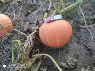 Hola, tengo que ofrecer calabazas Otylia en su conjunto
